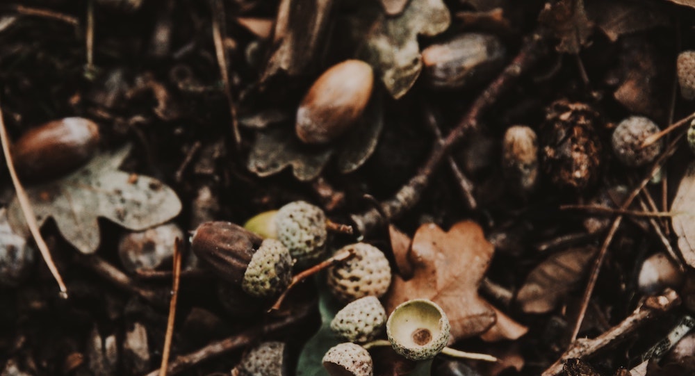 acorns